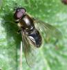 Cheilosia sp.